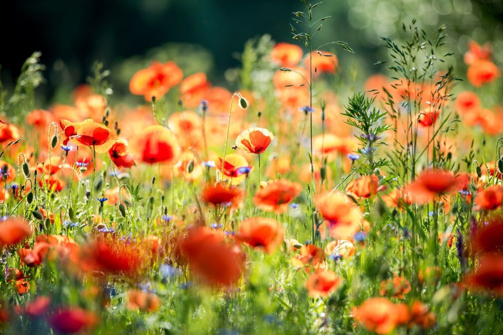 Wydruk fotografii, format 10x15 / PREMIUM / Fuji